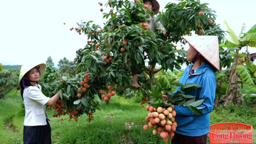 Bắc Ninh: Liên kết chuỗi cung ứng trong xúc tiến tiêu thụ nông sản