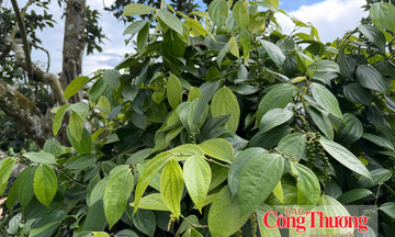 Giá tiêu hôm nay 28/7/2026: Thị trường khởi sắc, tăng nhẹ 500 đồng/kg