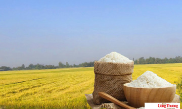 Giá lúa gạo hôm nay ngày 28/7/2026: Gạo xuất khẩu tăng