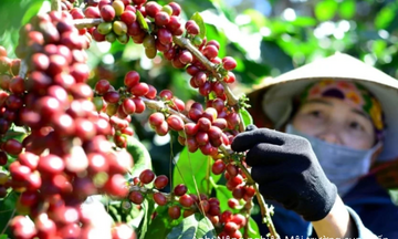 Giá cà phê tăng mạnh, tồn kho Arabica xuống mức thấp nhất