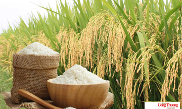 Giá lúa gạo hôm nay ngày 30/7/2026: Gạo nguyên liệu xuất khẩu tăng nhẹ