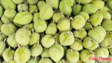 Ấn Độ chính thức mở cửa thị trường cho quả sầu riêng tươi của Việt Nam