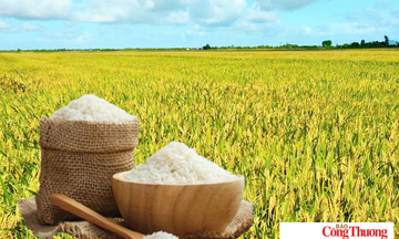 Giá lúa gạo hôm nay ngày 31/7/2026: Lúa tươi đồng loạt tăng