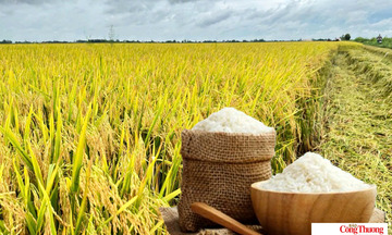 Giá lúa gạo hôm nay ngày 1/8/2026: Gạo thơm Jasmine tăng 2.000 đồng/kg