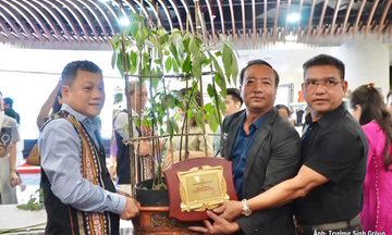 Doanh nghiệp Gia Lai trúng đấu giá cây sâm Ngọc Linh 35 năm tuổi làm thiện nguyện