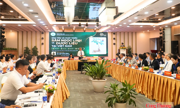 Tìm lời giải đưa Sâm Ngọc Linh thành thương hiệu toàn cầu