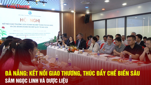 Đà Nẵng: Kết nối giao thương, thúc đẩy chế biến sâu sâm Ngọc Linh và dược liệu