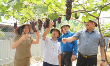 Nông sản hàng hóa mở lối giảm nghèo bền vững nơi miền Tây Nghệ An