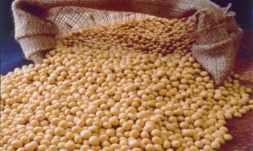 Giá đậu tương thế giới giảm hơn 5% 