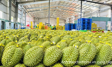 Xuất khẩu rau quả tăng mạnh, sầu riêng tiếp tục dẫn dắt tăng trưởng