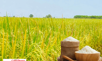 Giá lúa gạo hôm nay ngày 4/8/2026: Gạo xuất khẩu tăng