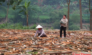 UKVFTA thúc đẩy hệ sinh thái phát triển bền vững từ ngành gỗ