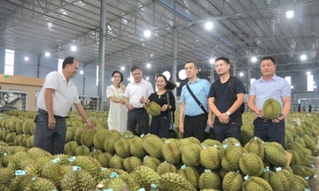 Lễ hội Sầu riêng Đắk Lắk 2026: Kỳ vọng mở rộng cánh cửa xuất khẩu