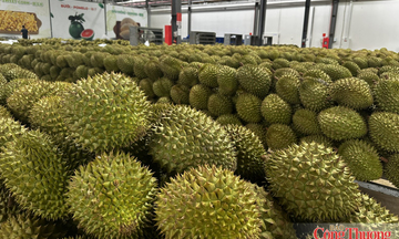 Mã số vùng trồng: Cấp dễ hơn, quản chặt hơn