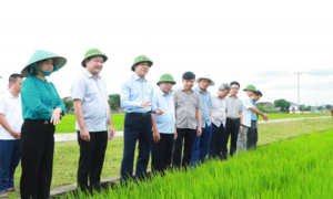 Nghệ An: Đột phá sinh kế nông nghiệp - Tầm nhìn đa chiều, giảm nghèo bền vững