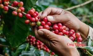 Giá cà phê hôm nay 7/8/2026: Giảm mạnh 1.500 đồng/kg
