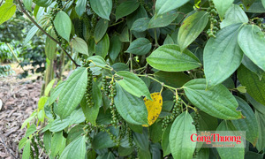 Giá tiêu hôm nay 7/8/2026: Dao động từ 138.000 - 141.000 đồng/kg