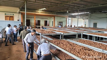 Đắk Lắk: Thúc đẩy khuyến công, nâng tầm chế biến sâu nông sản
