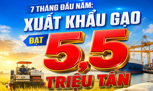 Infographic | 7 tháng đầu năm: Xuất khẩu gạo đạt 5,5 triệu tấn