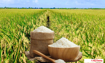Giá lúa gạo hôm nay ngày 6/8/2026: Gạo xuất khẩu biến động trái chiều