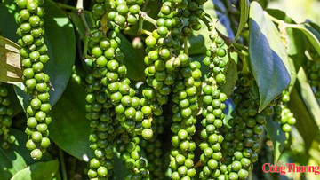 Hồ tiêu Việt duy trì đà tăng trưởng tích cực