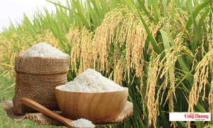 Giá lúa gạo hôm nay ngày 7/8/2026: Lúa tươi tiếp đà tăng