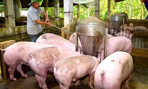 Giá heo hơi hôm nay 7/8/2026: Hạ nhiệt trên diện rộng