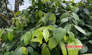 Giá tiêu hôm nay 8/8/2026: Giữ đà ổn định