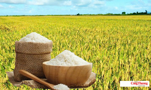 Giá lúa gạo hôm nay ngày 8/8/2026: Gạo thơm Jasmine giảm 500 đồng/kg