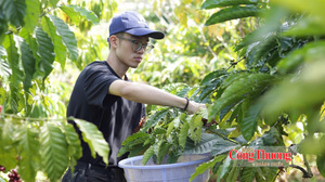 Giá cà phê hôm nay 9/8/2026: Tăng nhẹ trong tuần