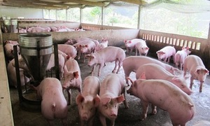 Giá heo hơi hôm nay 9/8/2026: Kéo dài đà giảm trong tuần
