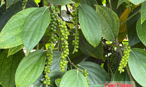 Giá tiêu hôm nay 10/8/2026: Ổn định quanh mốc 136.000–139.000 đồng/kg