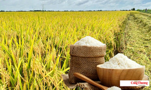 Giá lúa gạo hôm nay ngày 10/8/2026: Lúa tươi neo giá cao