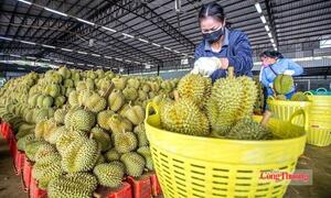 Nhiều thị trường điều chỉnh SPS, nông sản xuất khẩu cần lưu ý gì?