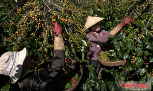 Việt Nam - Uganda thúc đẩy hợp tác phát triển cà phê bền vững