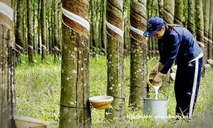 Ngành cao su trước cơ hội từ thị trường tín chỉ carbon