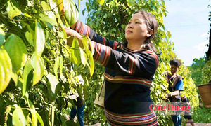 Giá tiêu hôm nay 12/8/2026: Quay đầu giảm nhẹ 500 đồng/kg