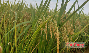 Giữ giá lúa để giữ giá trị hạt gạo Việt