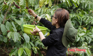 Giá cà phê hôm nay 12/8/2026: Giảm nhẹ 400 đồng/kg