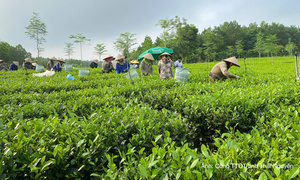 Đẩy mạnh chuyển đổi số, nâng tầm thương hiệu chè Thái Nguyên
