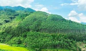 Thành lập Hội đồng thẩm định điều chỉnh Quy hoạch lâm nghiệp tầm nhìn đến năm 2050