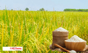 Giá lúa gạo hôm nay ngày 13/8/2026: Gạo xuất khẩu tăng