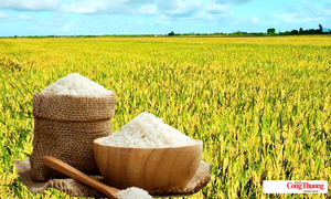 Giá lúa gạo hôm nay ngày 12/8: Gạo nguyên liệu xuất khẩu tiếp đà tăng