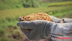 Giá gạo xuất khẩu giảm nhẹ