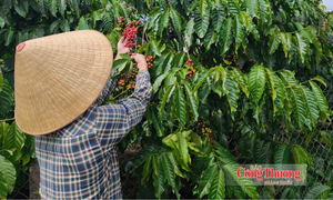 Giá cà phê hôm nay 13/8/2026: Giảm nhẹ 500 đồng/kg