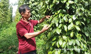 Xuất khẩu hồ tiêu tăng tốc, chất lượng là ‘chìa khóa’ giữ thị trường
