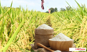 Giá lúa gạo hôm nay ngày 14/8/2026: Gạo nguyên liệu xuất khẩu tăng