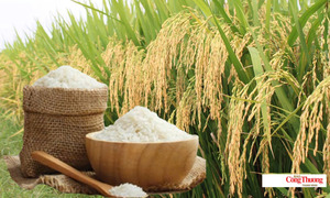 Giá lúa gạo hôm nay ngày 16/8, tuần qua: Lúa, gạo xuất khẩu biến động