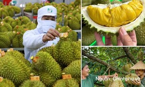 Không mở rộng diện tích sầu riêng; tập trung nâng cao năng suất, chất lượng