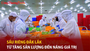 Sầu riêng Đắk Lắk: Từ tăng sản lượng đến nâng giá trị